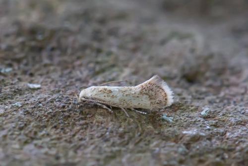 Elachista sp.